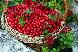 В Госдуме рассказали, за сбор каких ягод наказывают лишением свободы